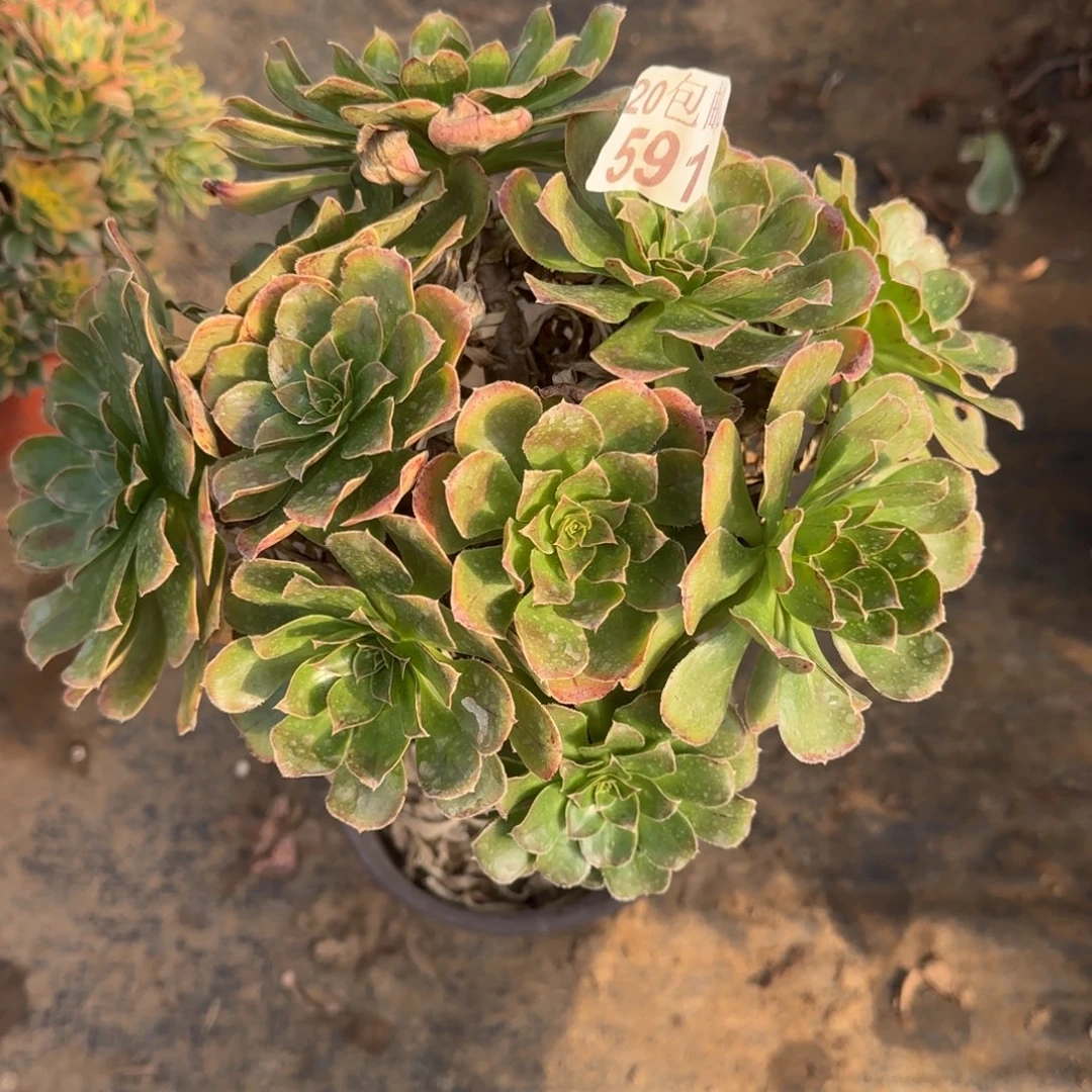 金缕591满20包邮断枝不包