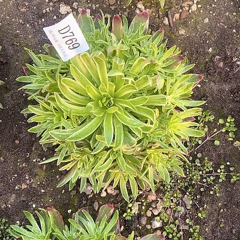 769凤凰锦多法师