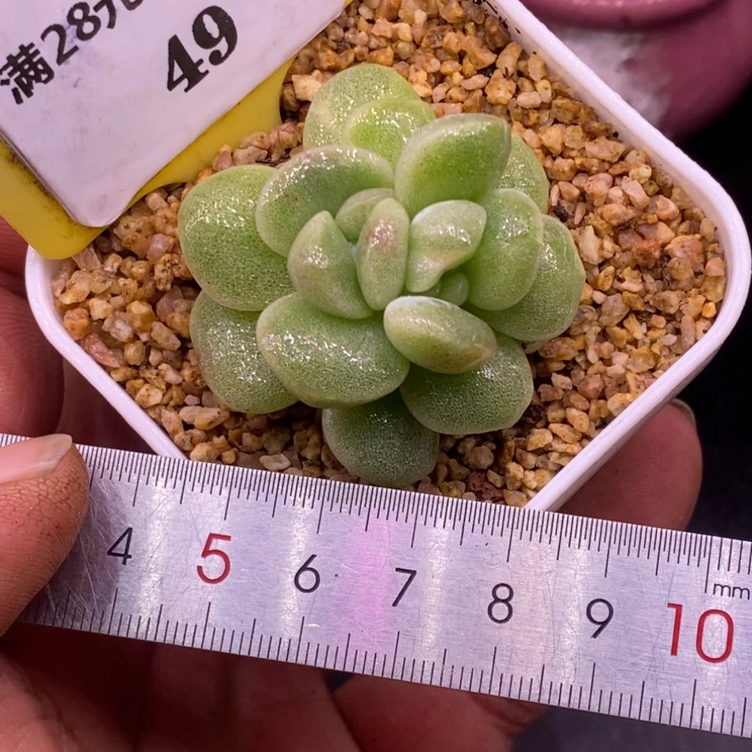 549福利，冰玉石化分心