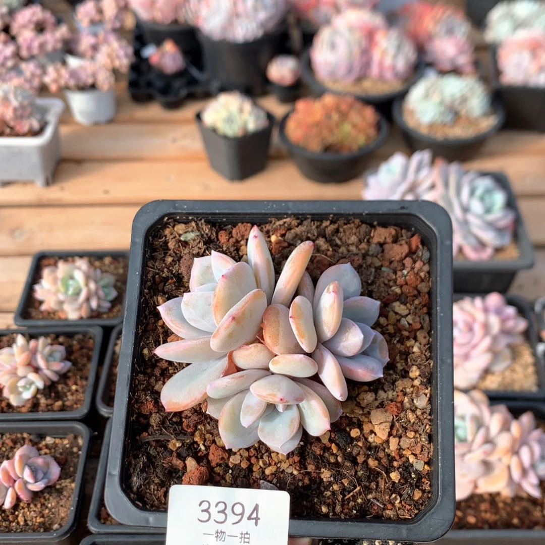 8厘米三头奶茶多肉3394