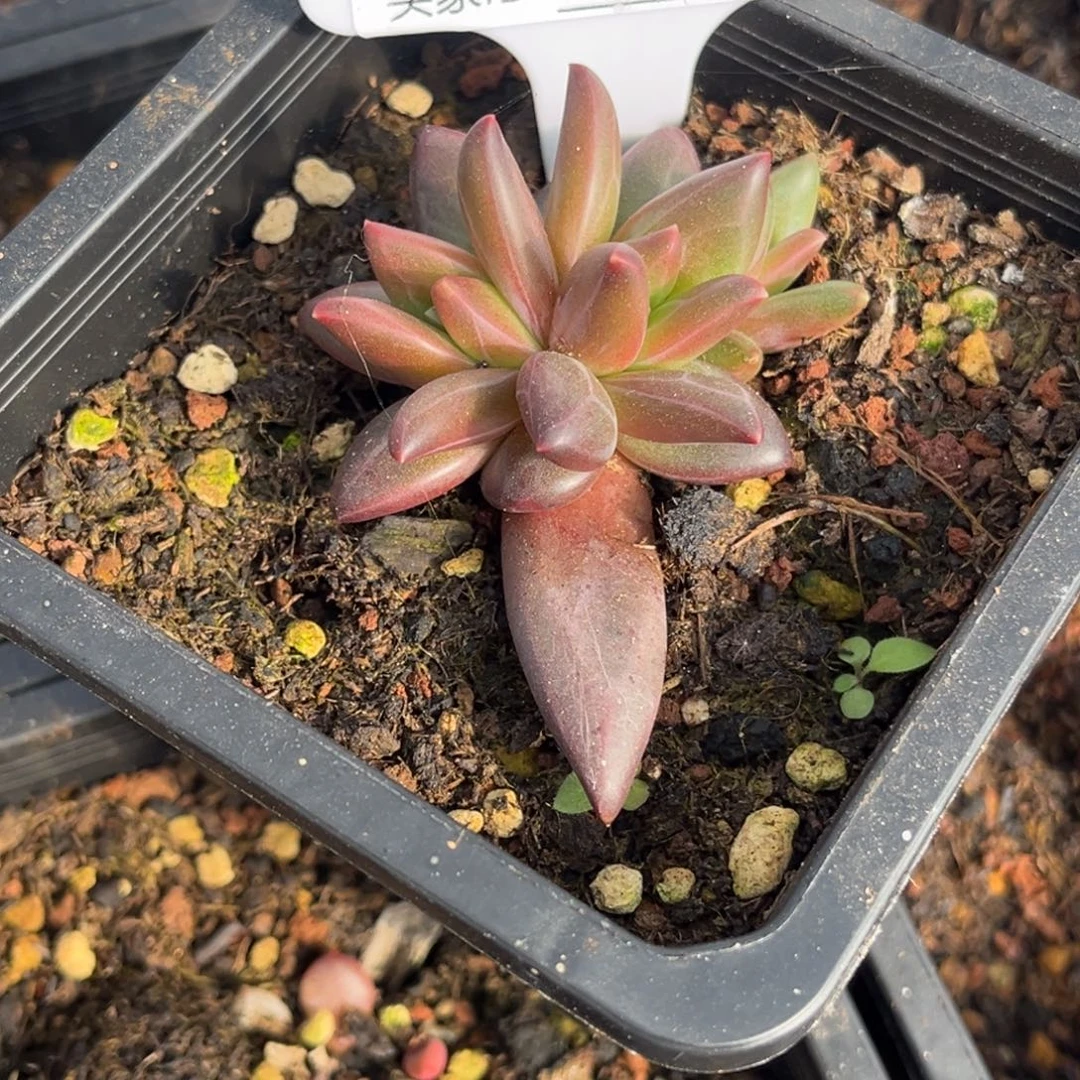 莉莉斯多肉植物小苗399