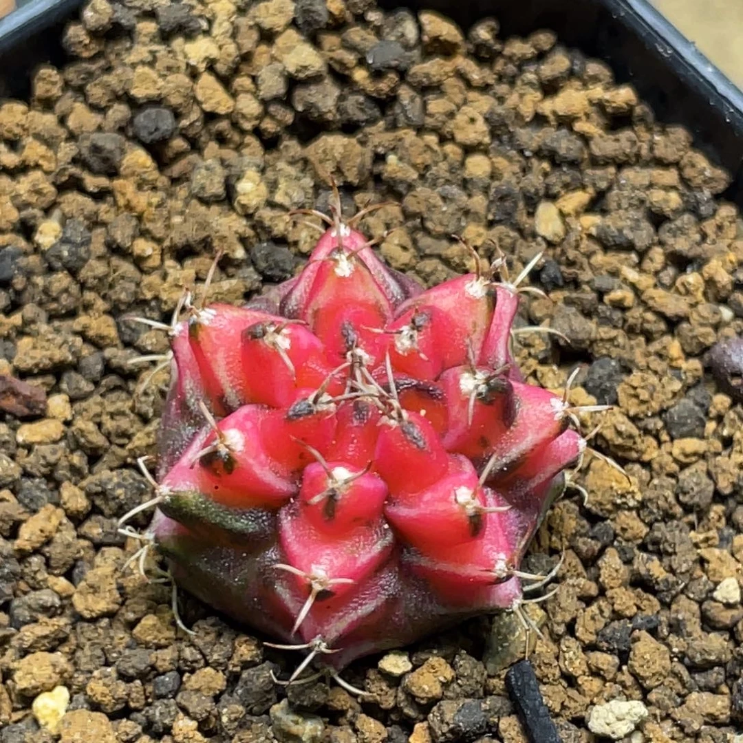 当前无花朵，栽培后可花朵粉水晶