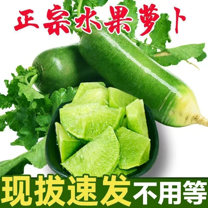 山东潍坊水果萝卜现货新鲜发货水果萝卜甜脆萝卜新鲜生吃萝卜