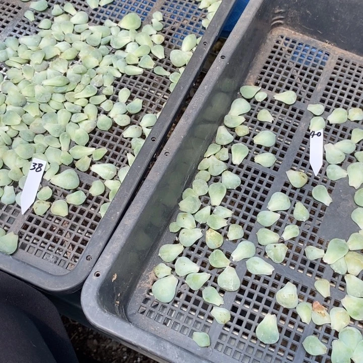 纯叶片遥遥领先22片叶子不重复