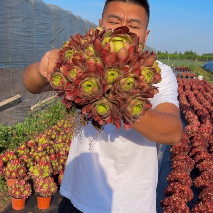 9.99韶华一棵包邮