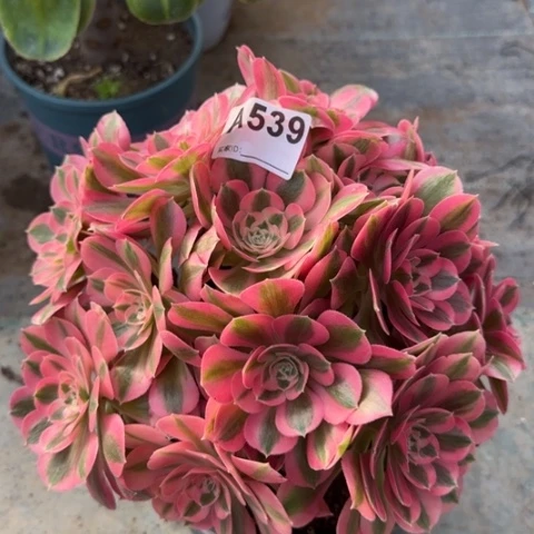 539女巫25厘米左右