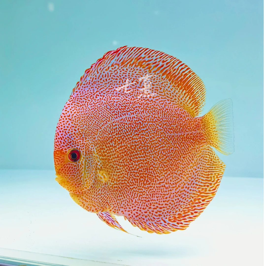 七彩神仙鱼18栋14栋11栋9栋圈豹