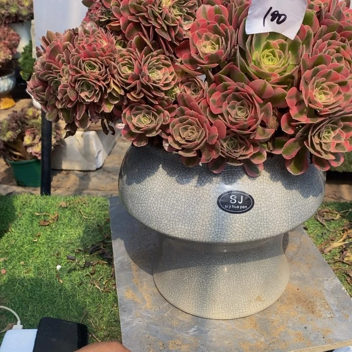 ༺***“100号粉女巫组，提花多肉1颗