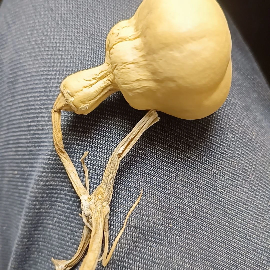 ?**嘎全品无瑕厚皮抽抽葫芦