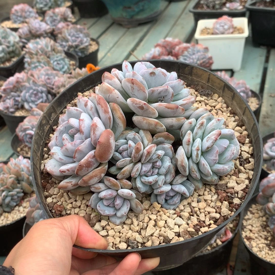 无花朵花花花花花花花花8