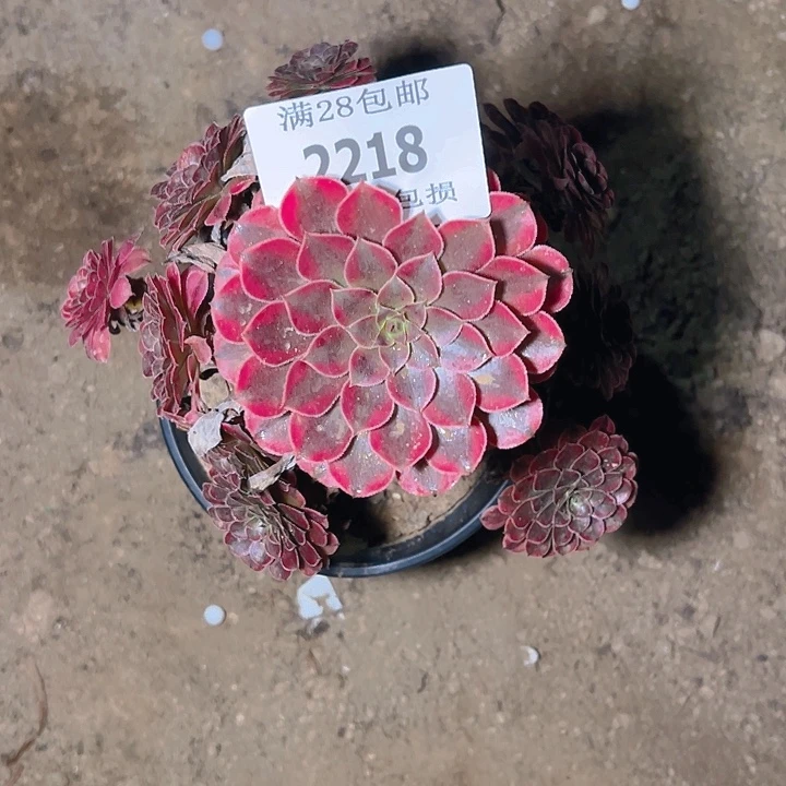 2218黑同白多肉植物