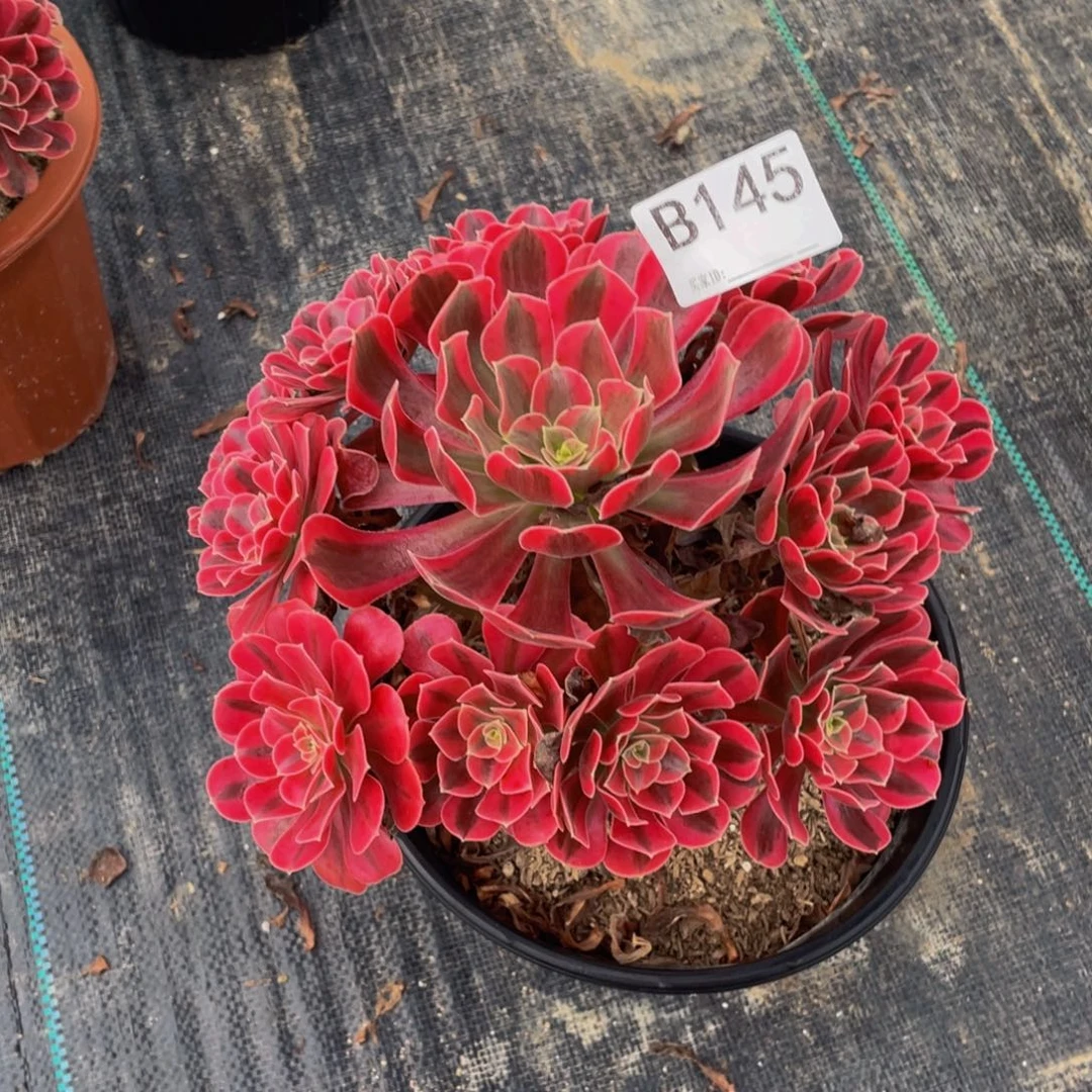 芭****美杜莎多肉植物145