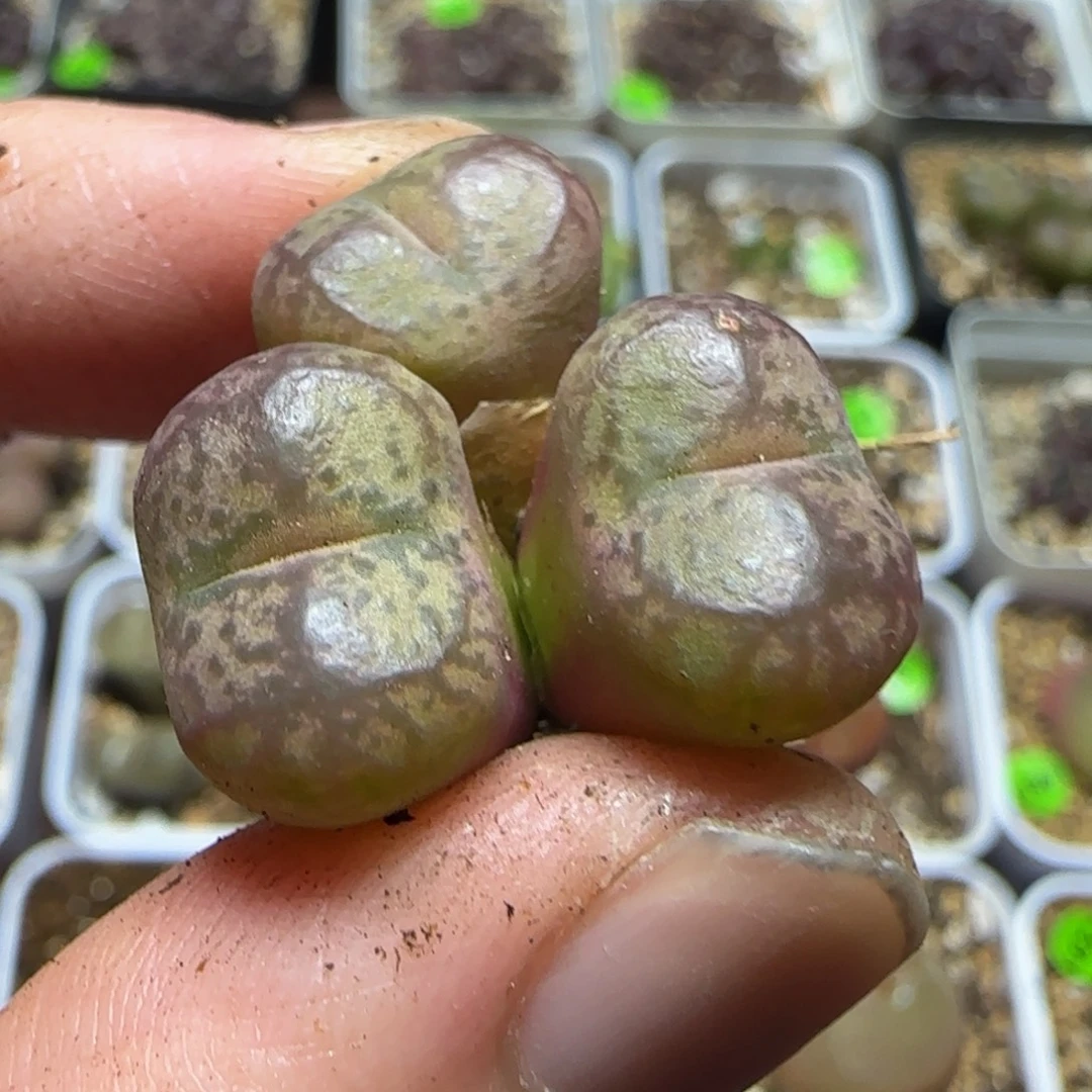 杂交漂亮多肉植物356