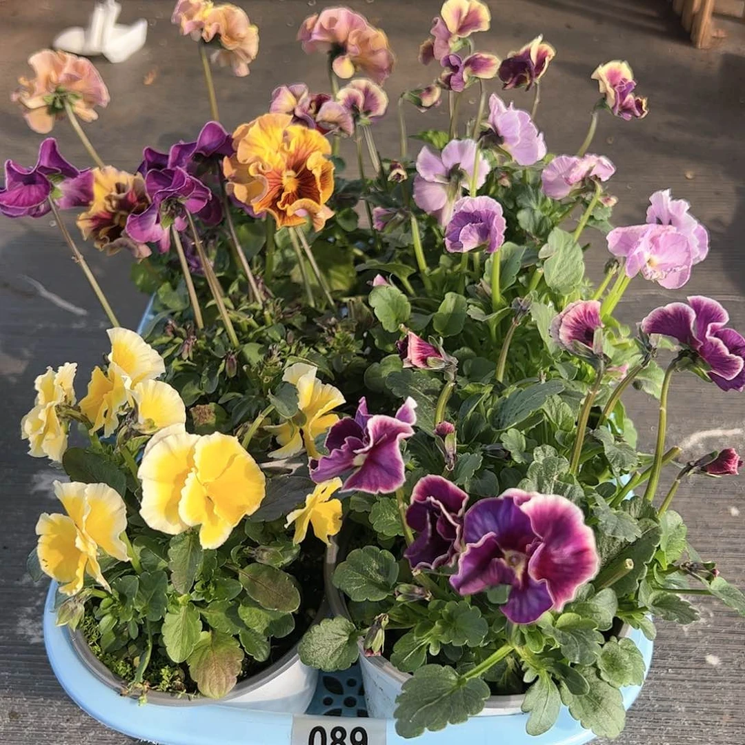 【闪购商品】089号