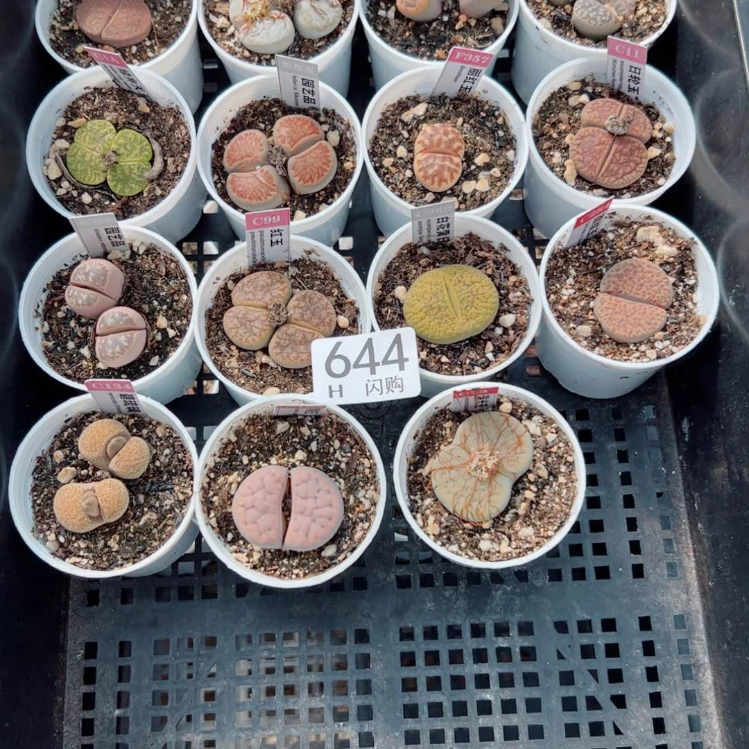无花朵w****?我很喜欢这个H644