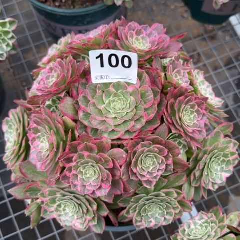 100莲花22厘米左右