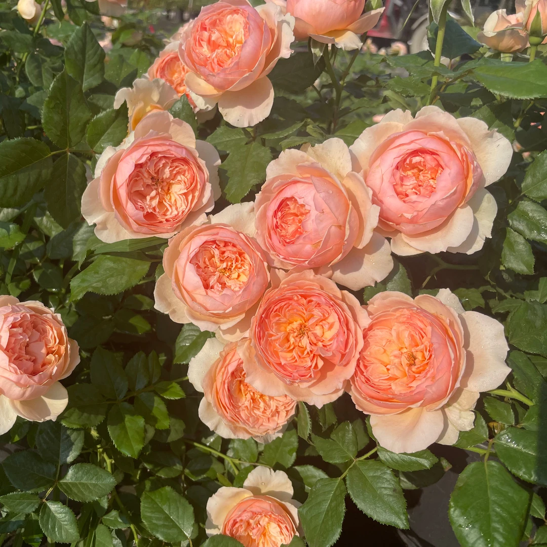 【惠惠的花园】灌木月季6升盆真宙艾莎多季开花阳台花苗玫瑰盆栽