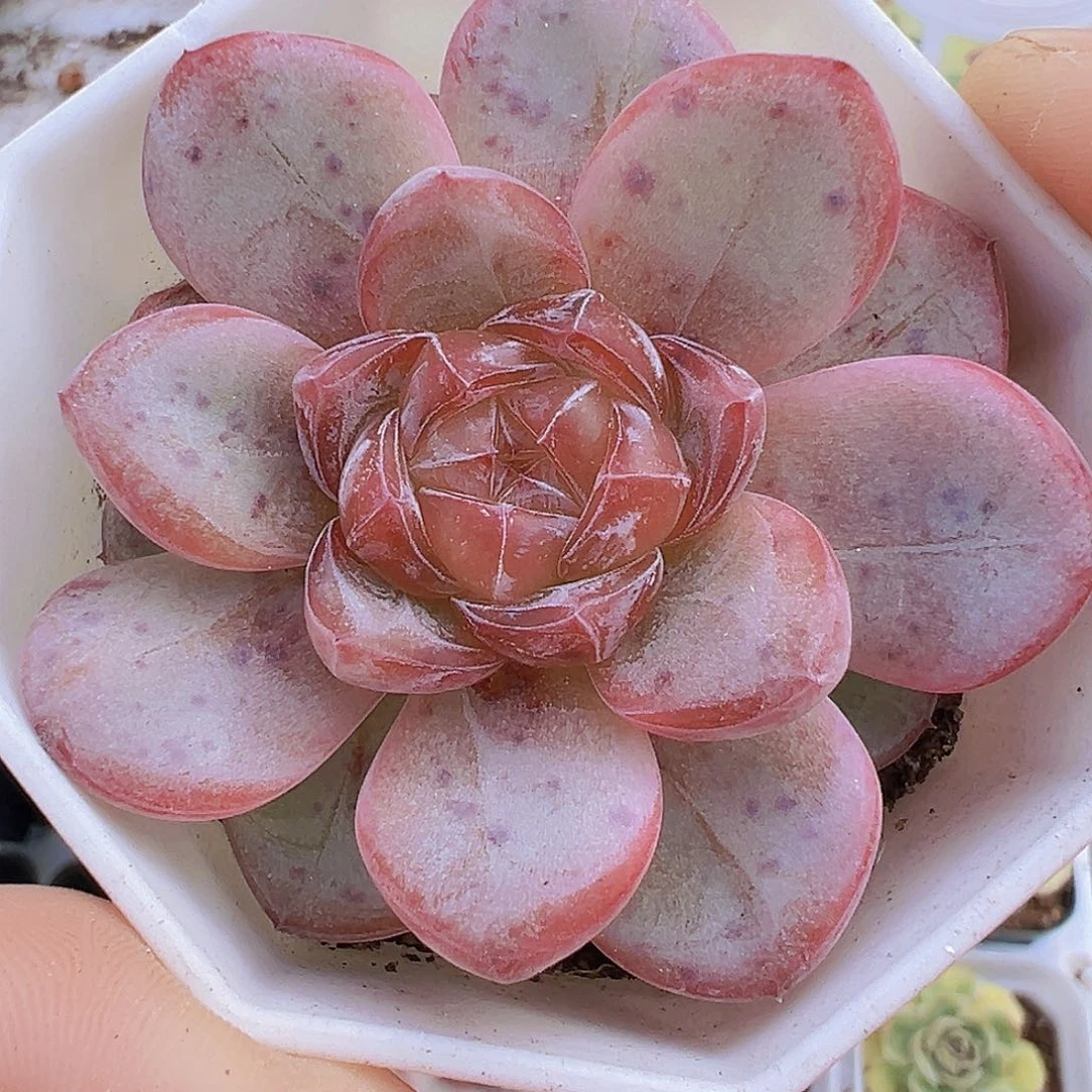 粉星星珍妮单头19包邮多肉