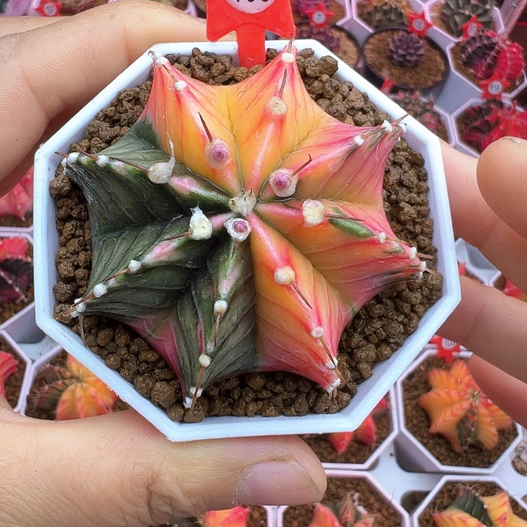 168-肋骨锦带盆土发货
