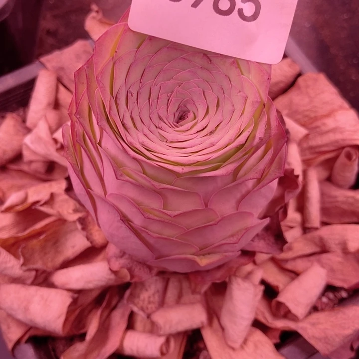 柠****6985山地玫瑰单头