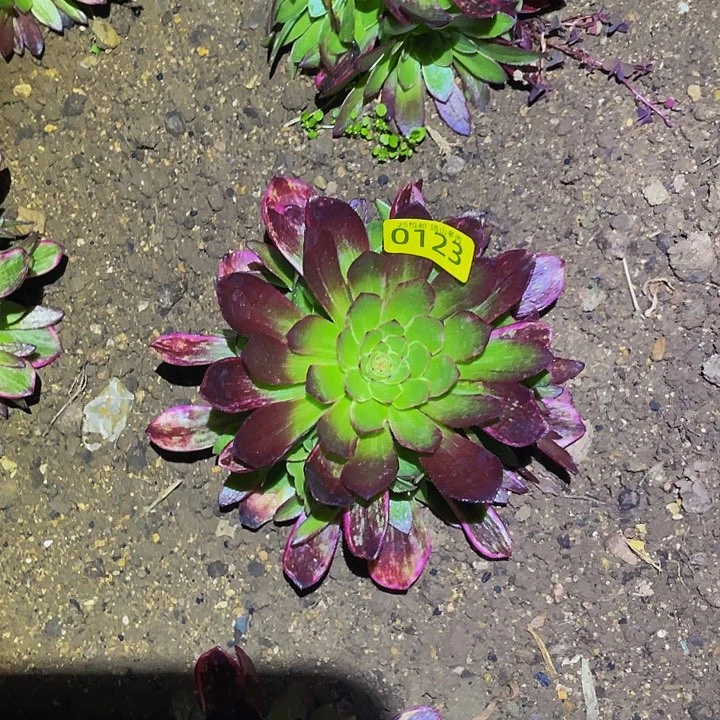 0123红孔雀翎多肉植物