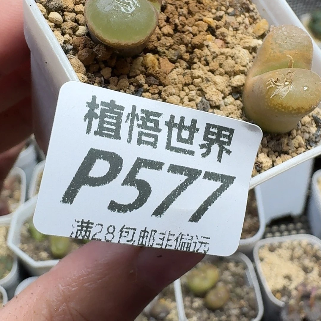 多肉植物的人生fgb