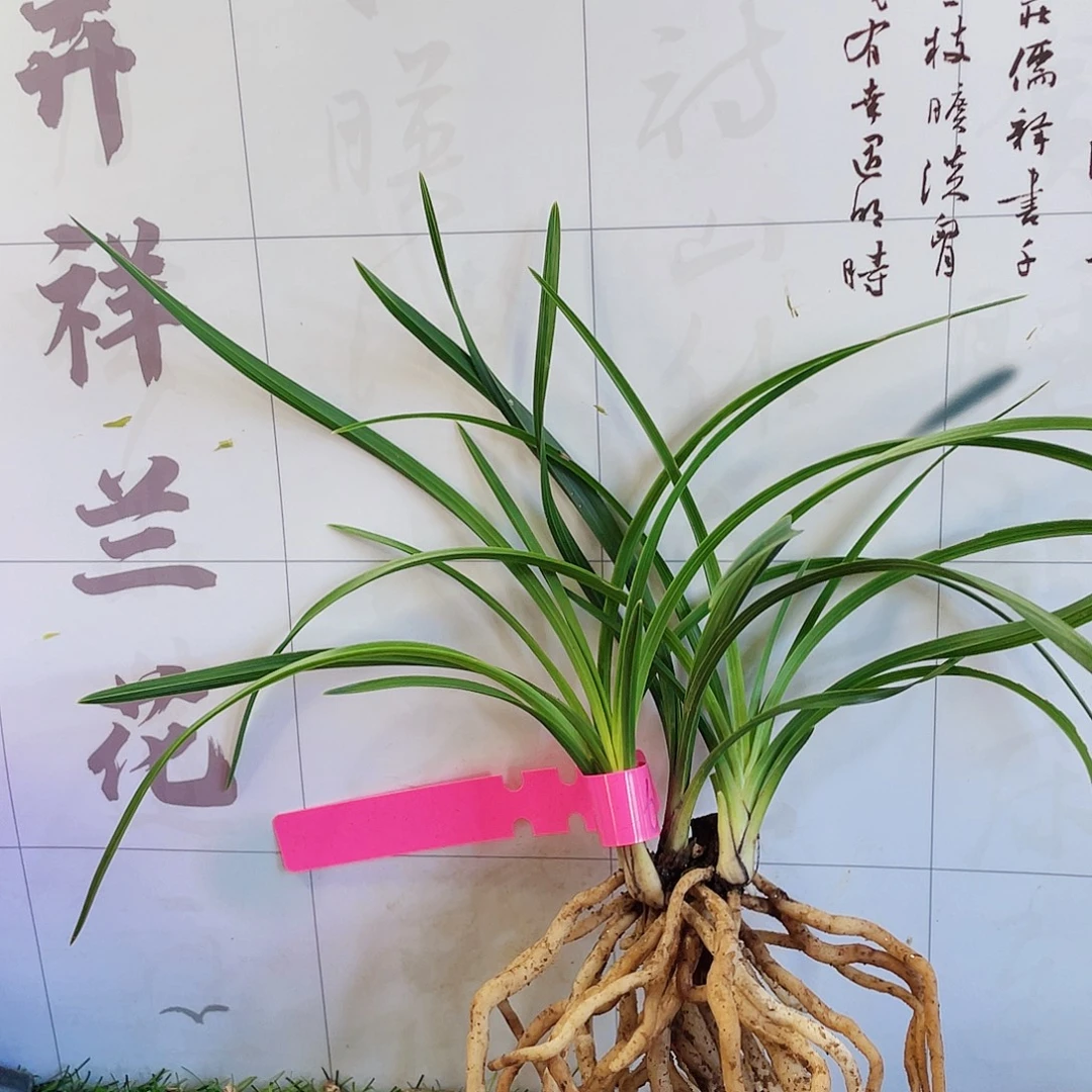 洒***脱完全开放兰花兰花