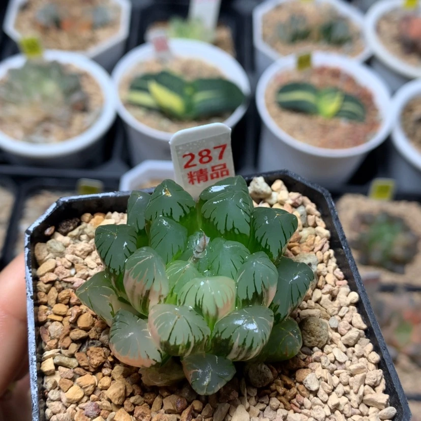 【闪购商品】287广濑本店满15包邮