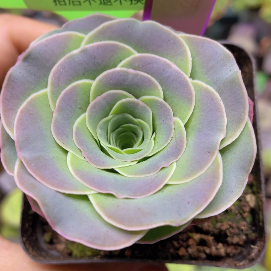 洛苏多肉J024一物一拍