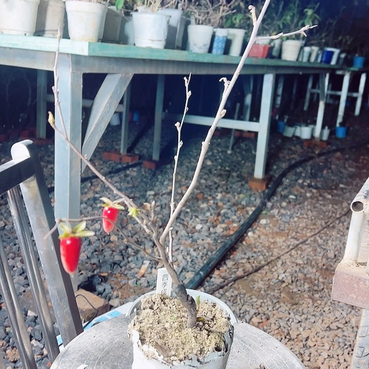 一***生无花朵哈哈哈哈哈哈