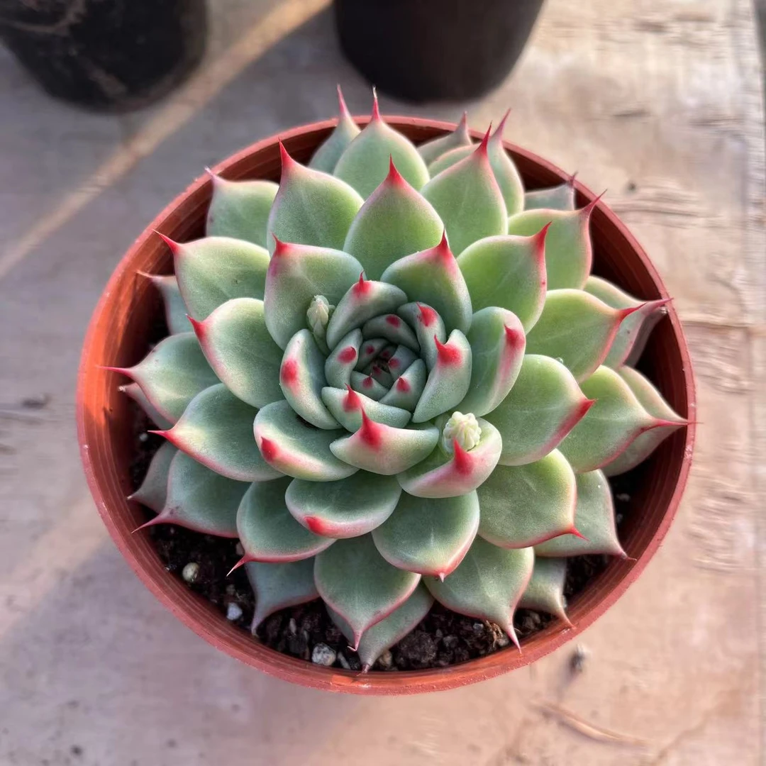 托斯卡内利12厘米盆老桩山东多肉