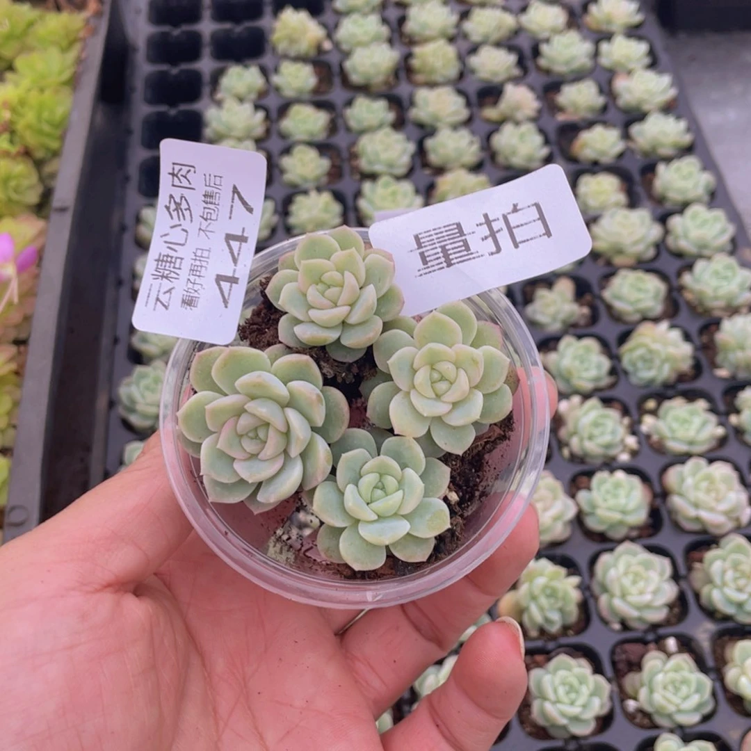 云糖心多肉植物447