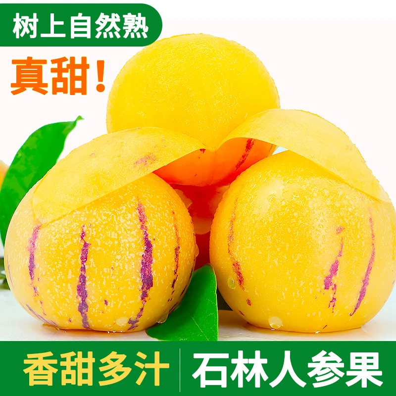 【真.树上自然熟】云南石林人参果黄心黄肉圆果新鲜时令水果