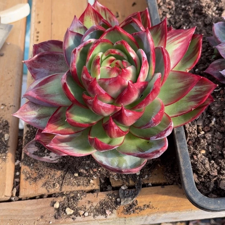 *****惊鸿仙子多肉植物暖暖呀25号
