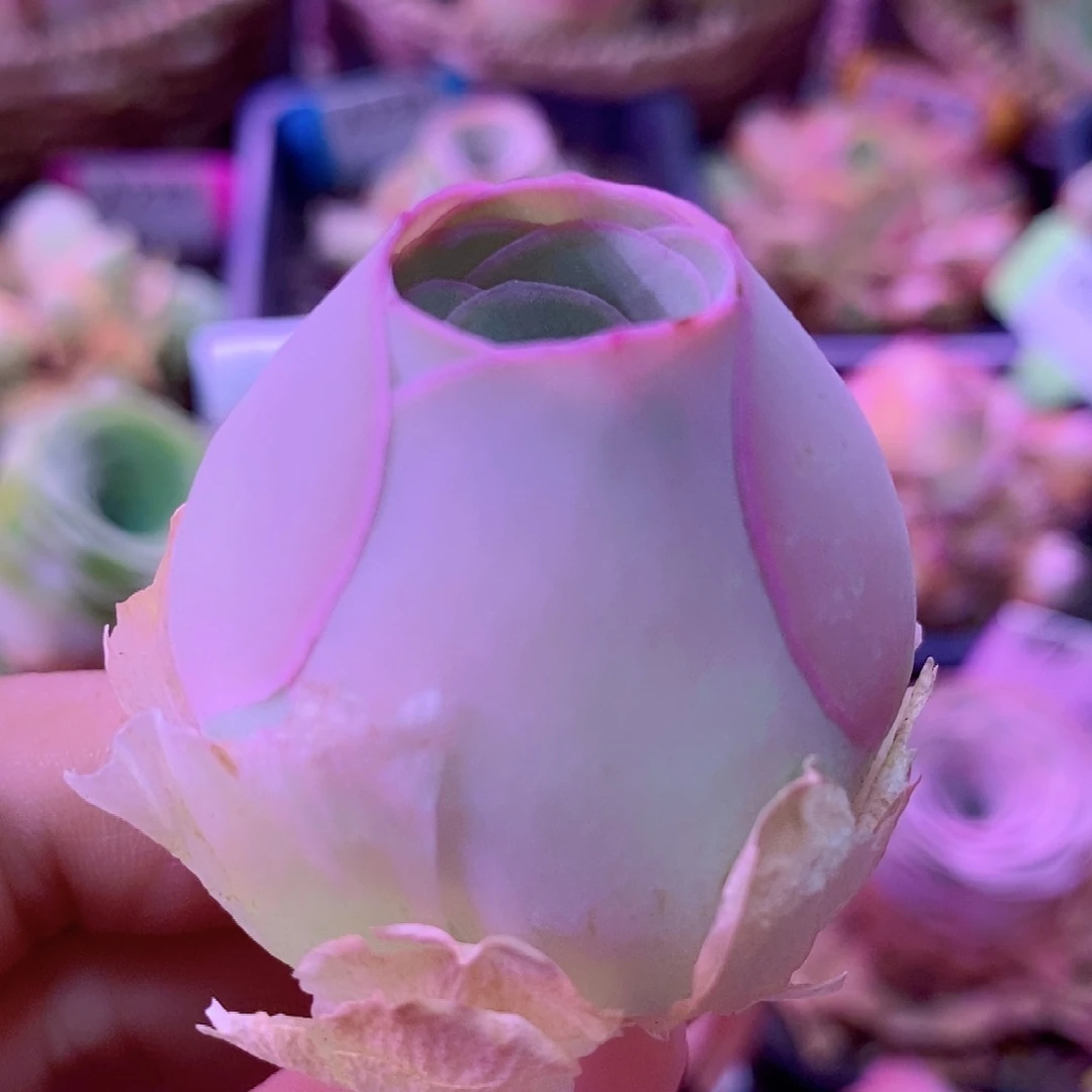 落霞单头一物一拍015