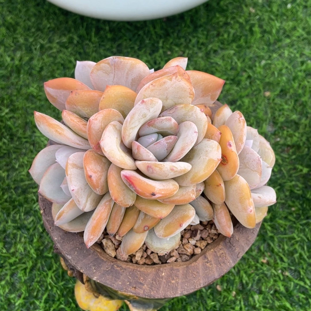 优***悠多肉植物一物一拍，发货