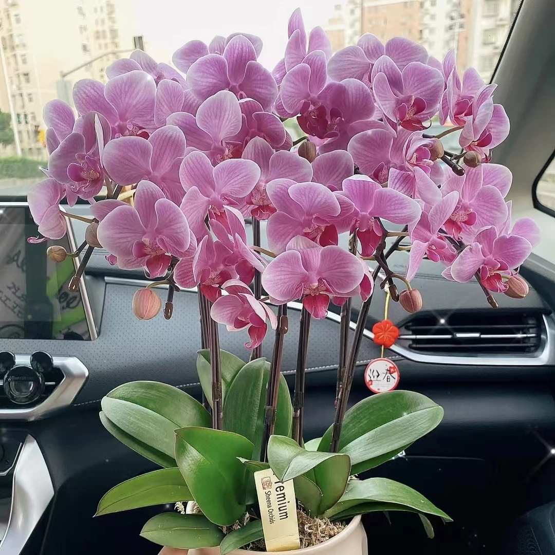 【黄梦宇】糖果蝴蝶兰 全场鲜花任意满两单及以上包邮