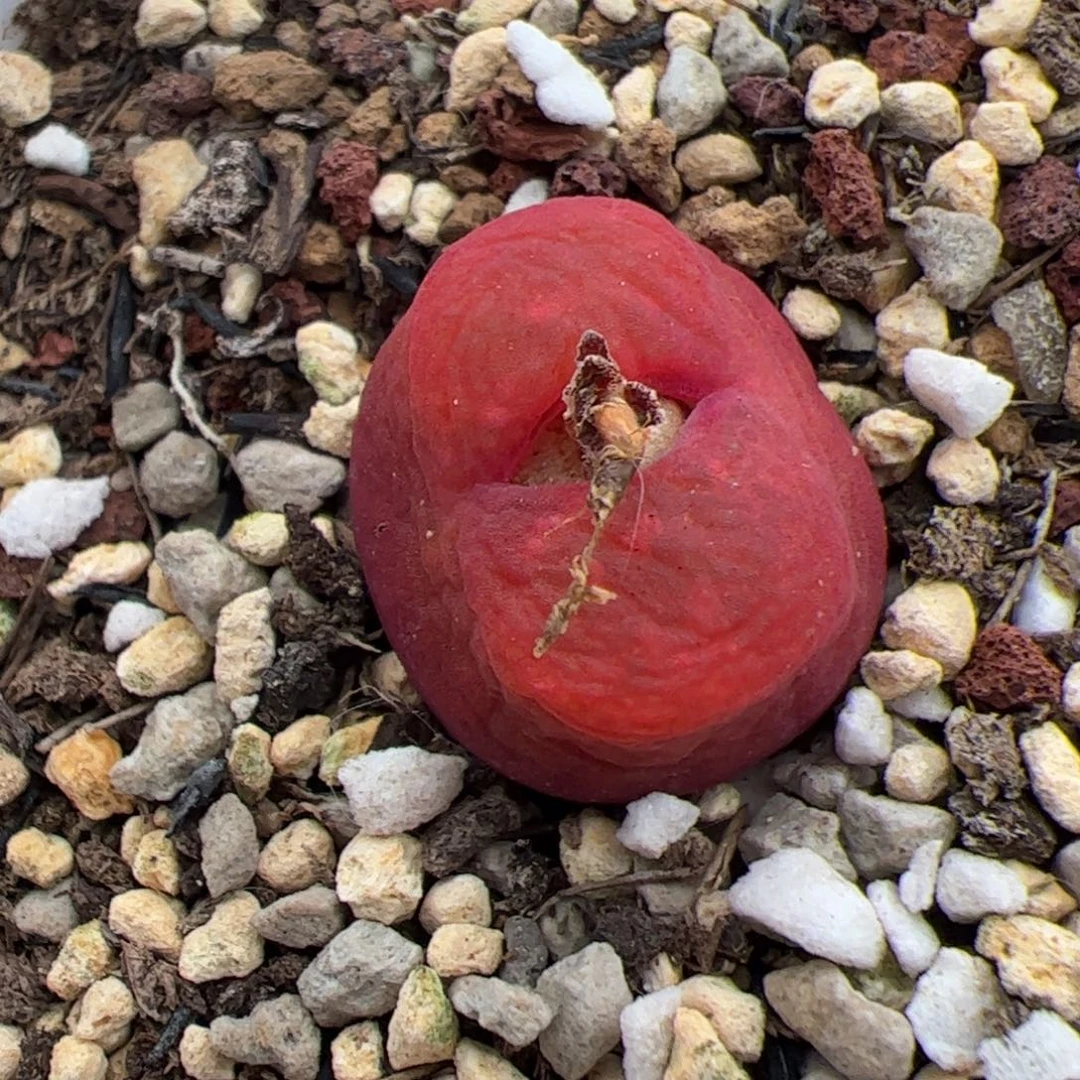 055号y280毛 多肉植物