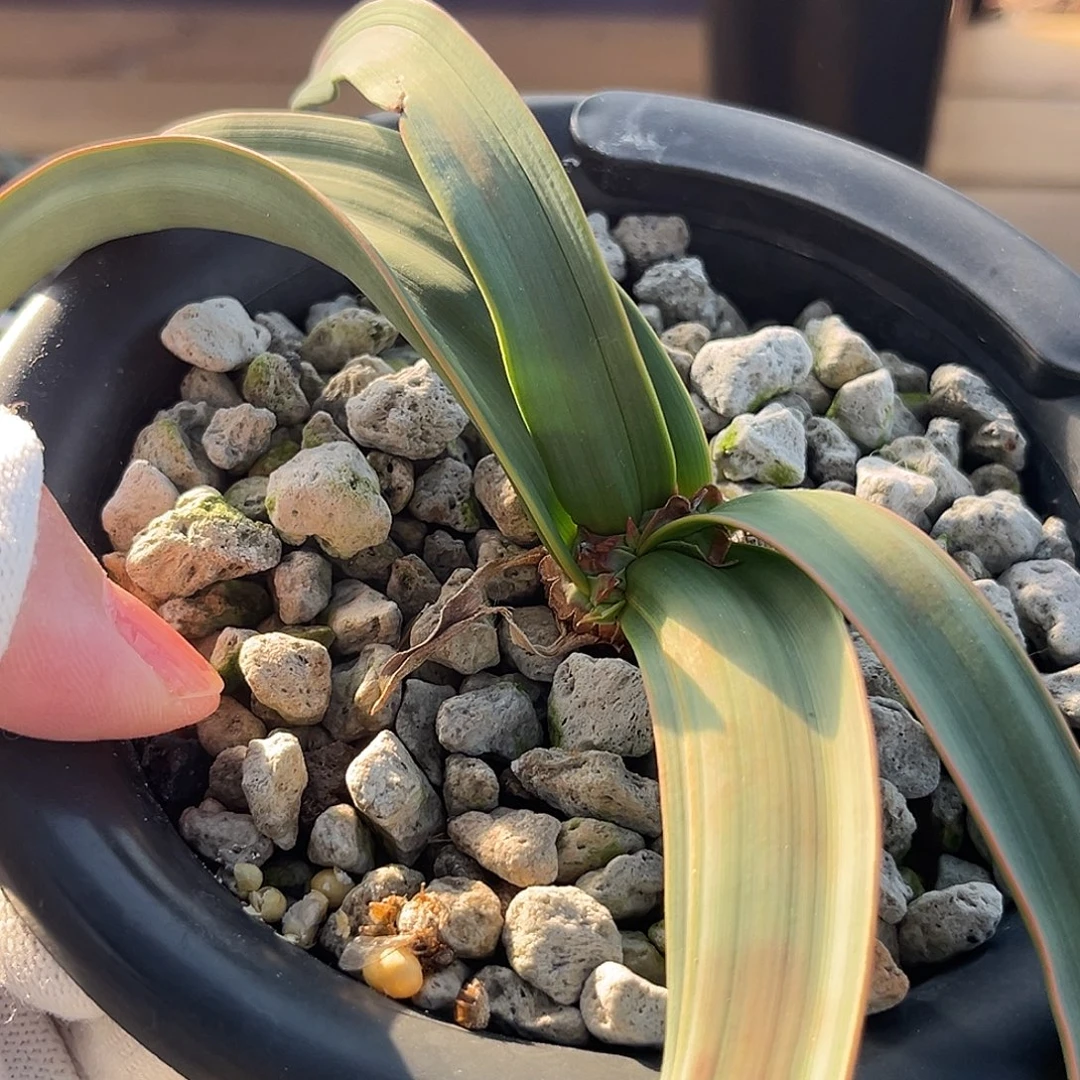 汤圆植物四个叶片特别