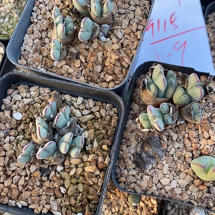 19115沙文利亚一群。