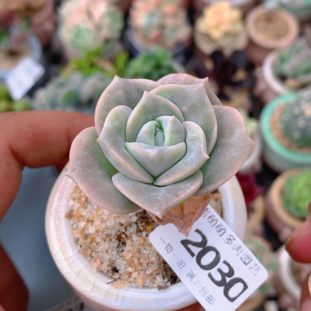 无花朵肉萌萌5cm拇指盆精控多肉FV2030