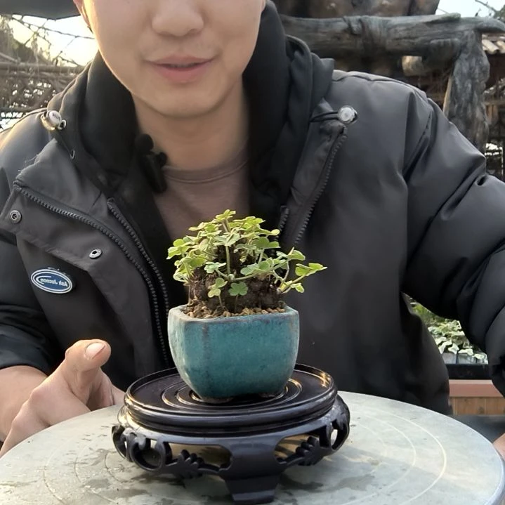 半*果小盆景小植物一物一拍199