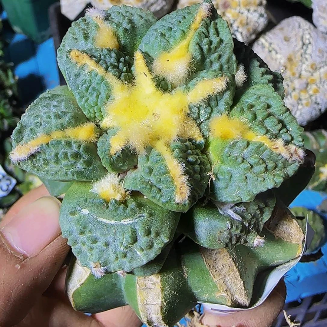 龟甲467切过侧芽