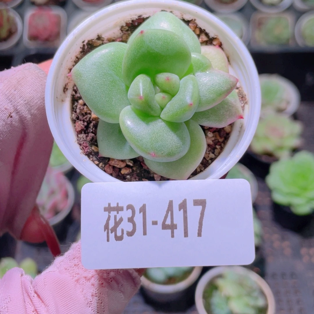 花利美31-417新品