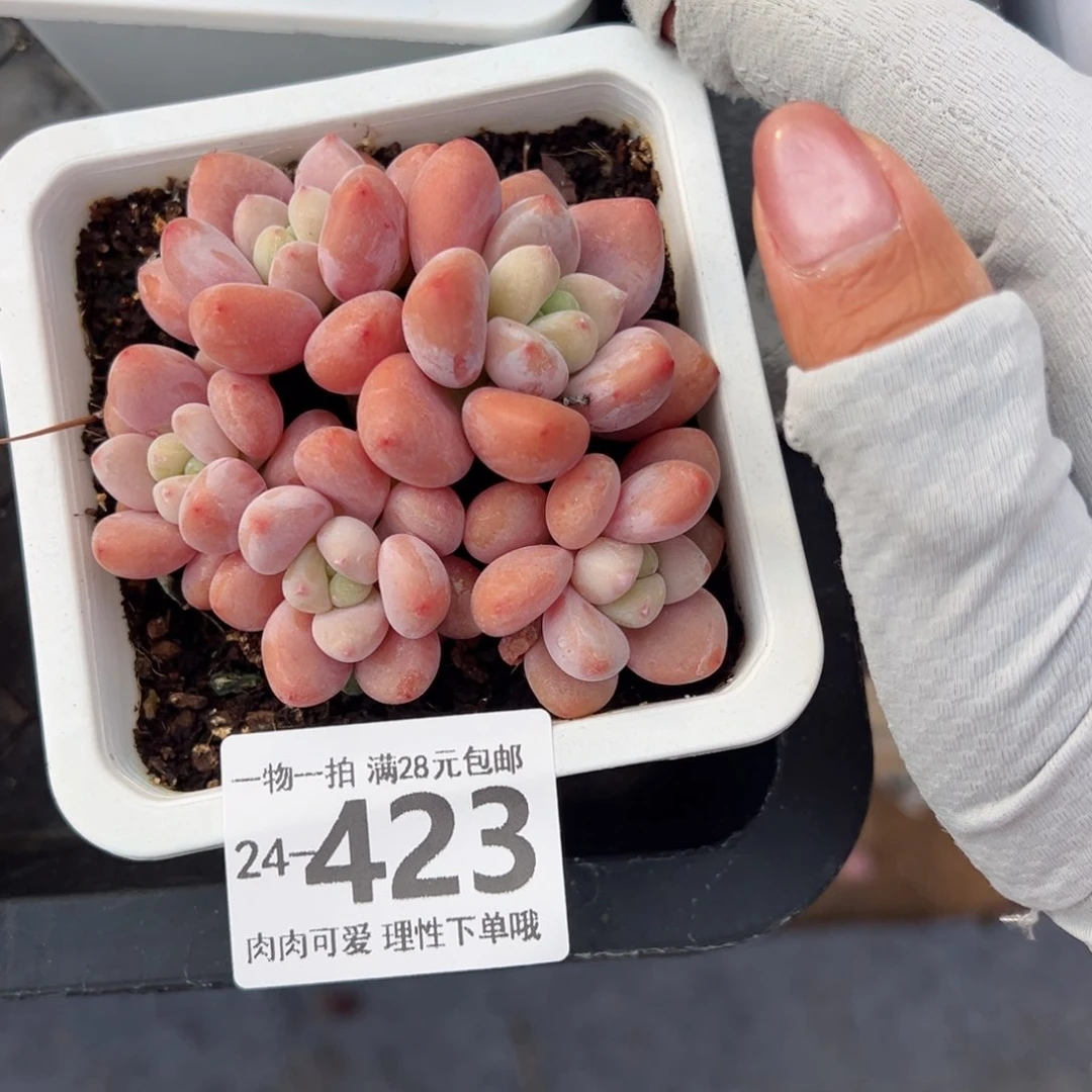 红洛神多肉多肉多肉