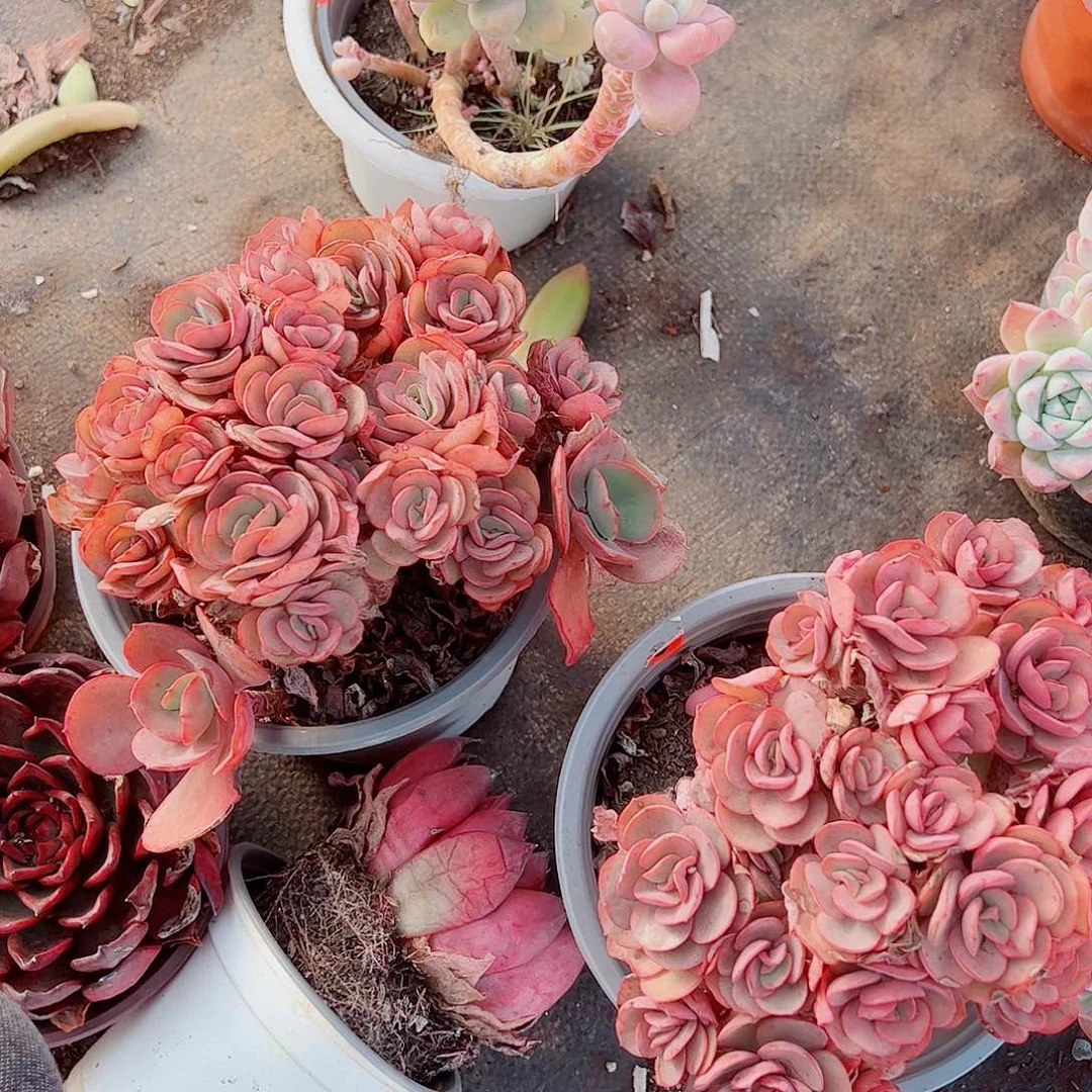 秀妍多头造型精品二盆