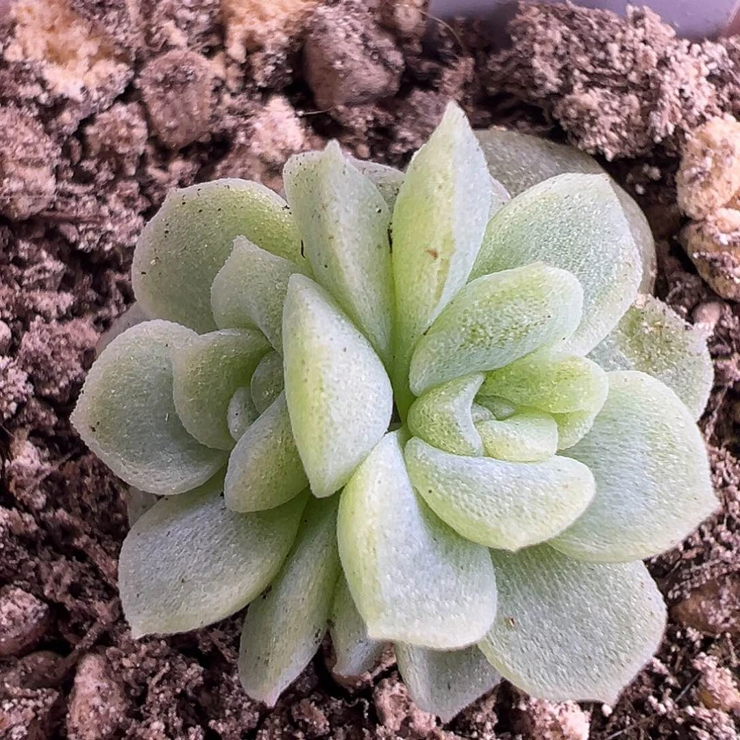 双头带石化无尽灯