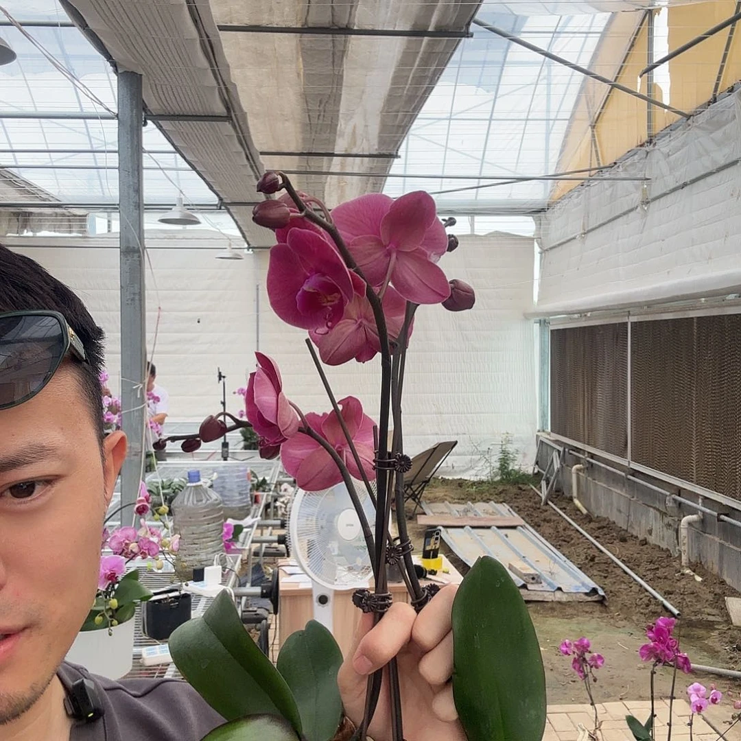 完全开放小小的灯泡