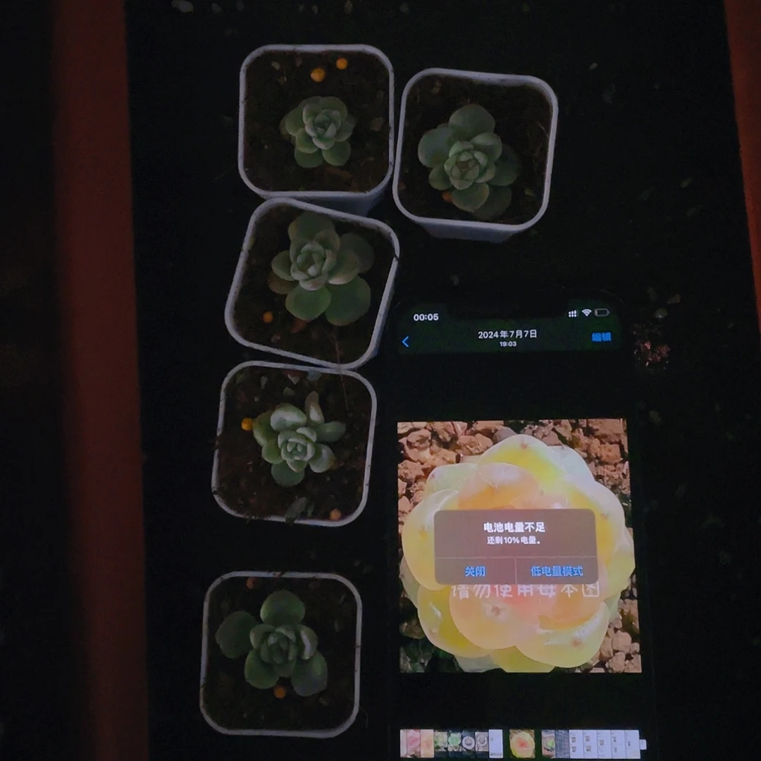 T0 中盆苗一个满25包邮