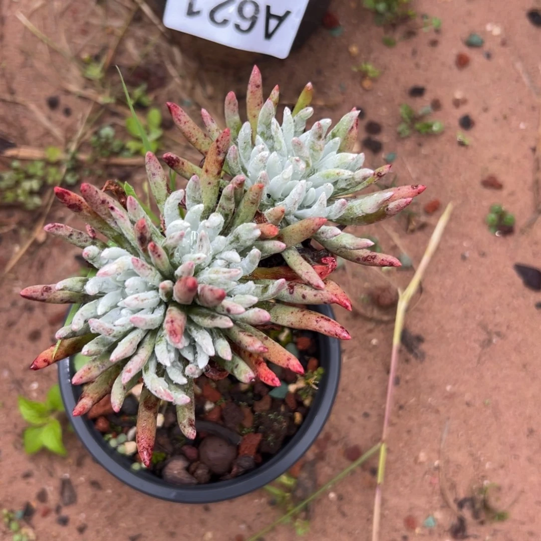 海瑟仙女杯～一物一拍622